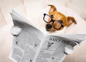 Dog Reading Paper Animal Jokes