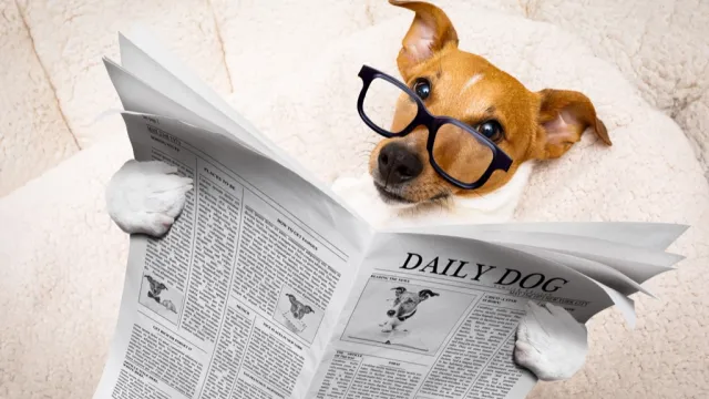 Dog Reading Paper Animal Jokes