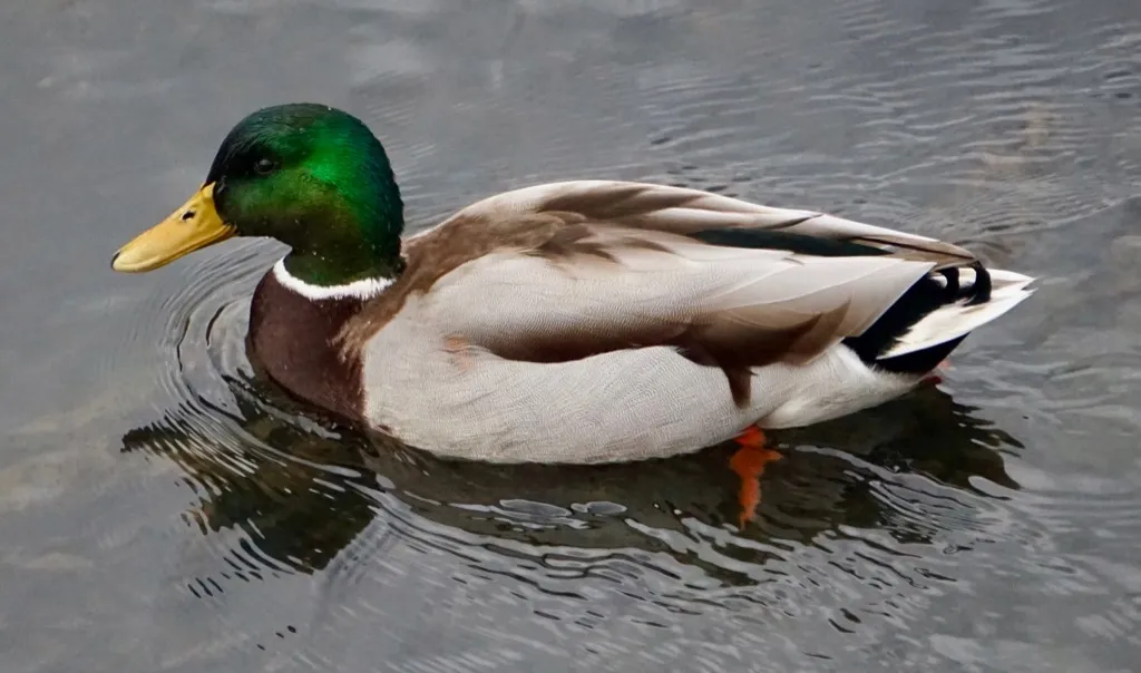 Duck Swimming Animal Jokes corny jokes