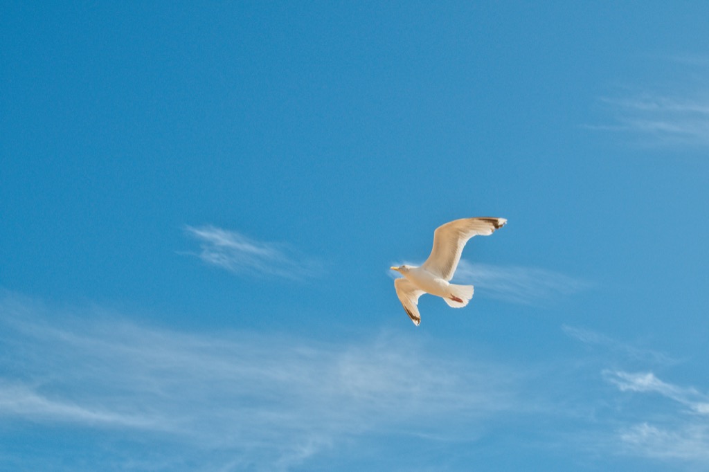 white Seagull Flying amid blue sky, state fact about utah