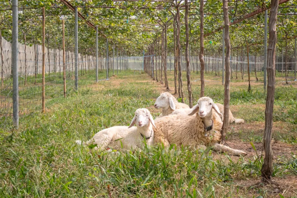 Sheep in Vineyard