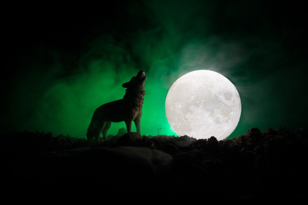 Werewolf Howling at Moon