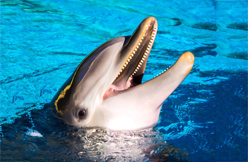 close up of dolphin, funny animal puns
