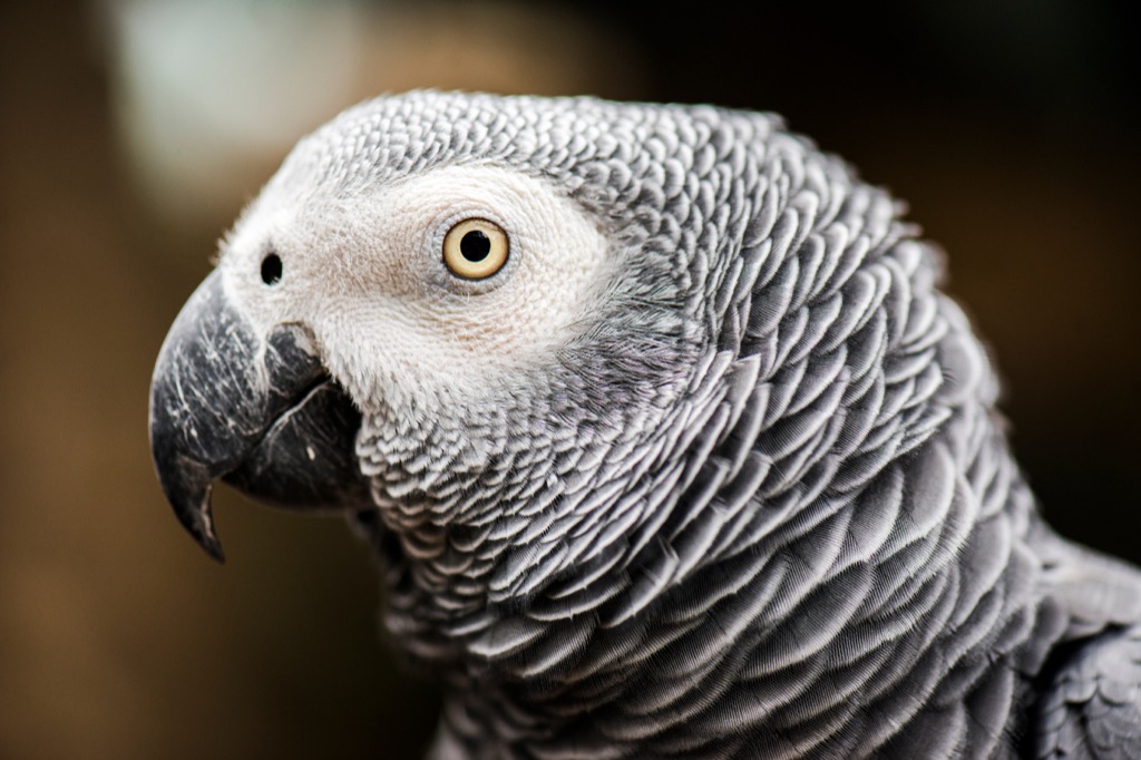 African Grey Parrot - funniest jokes