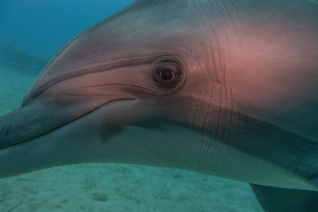 are-dolphins-dangerous-17-facts-that-prove-they-are-best-life