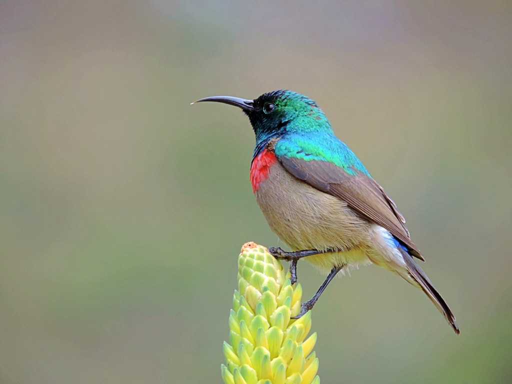 humming bird Amazing Facts