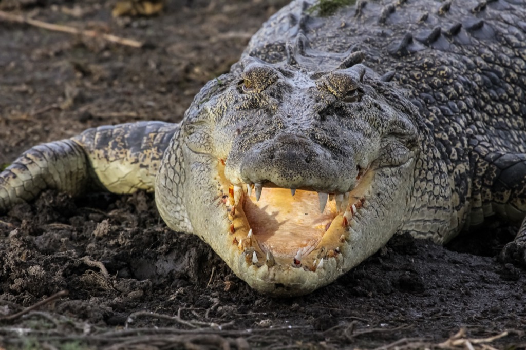 crocodile laughing {best of 2018}