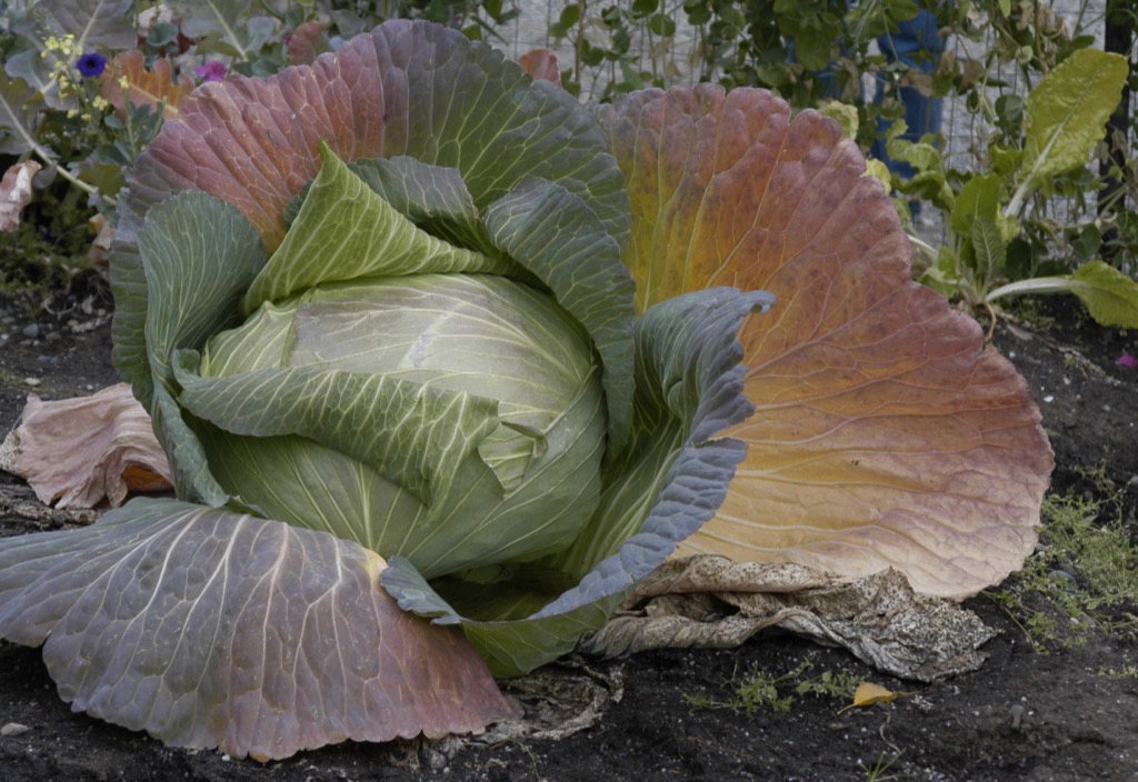 cabbage in Alaska