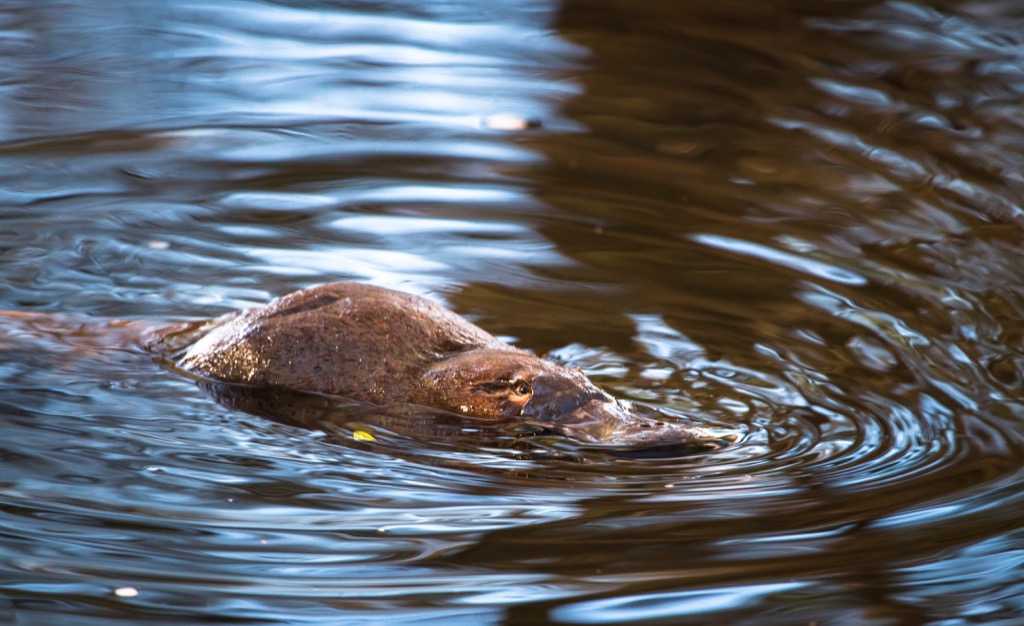 platypus swimming