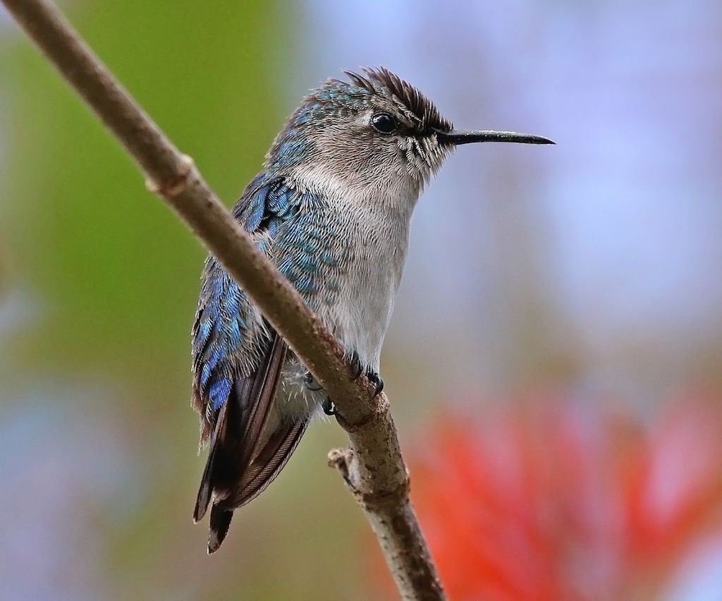 Cuban Bee Hummingbird Amazing Facts - historical facts 