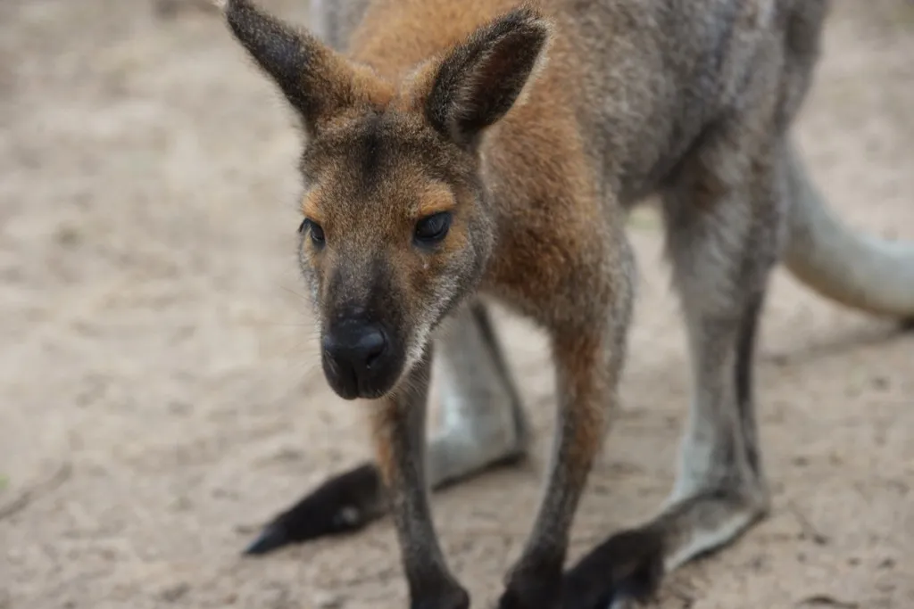 cute kangaroo hopping Australia