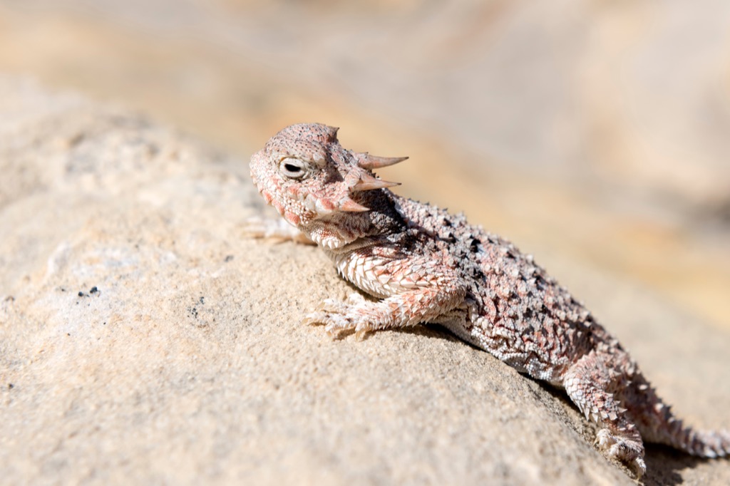 Desert Horned Lizard Facts about Life