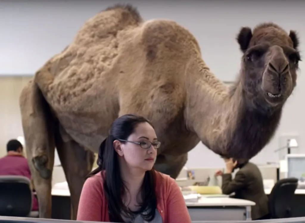 Geico Hump Day commercial