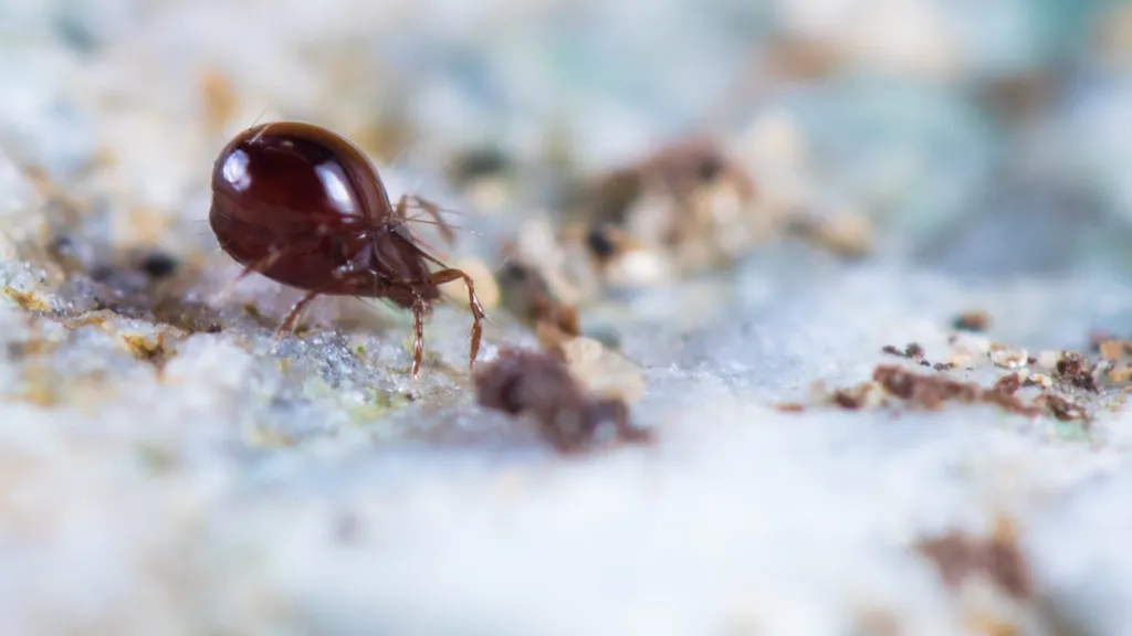 Microscopic Mite Facts about Life