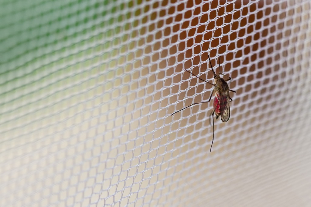 Mosquito on window screen, new uses for cleaning products