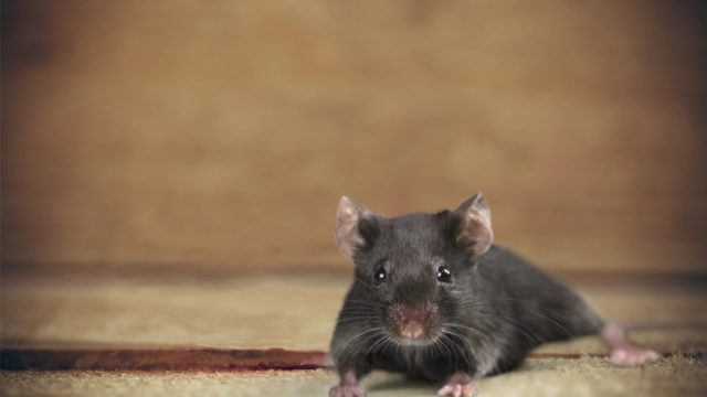 Mouse on a carpet - funniest jokes
