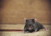 Mouse on a carpet - funniest jokes