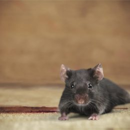 Mouse on a carpet - funniest jokes