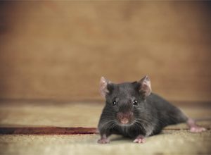 Mouse on a carpet - funniest jokes