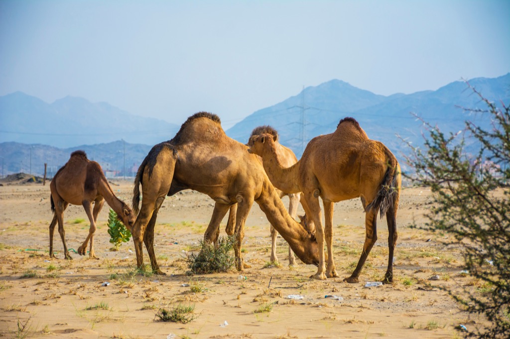 Saudi Arabia Desert Astonishing Facts