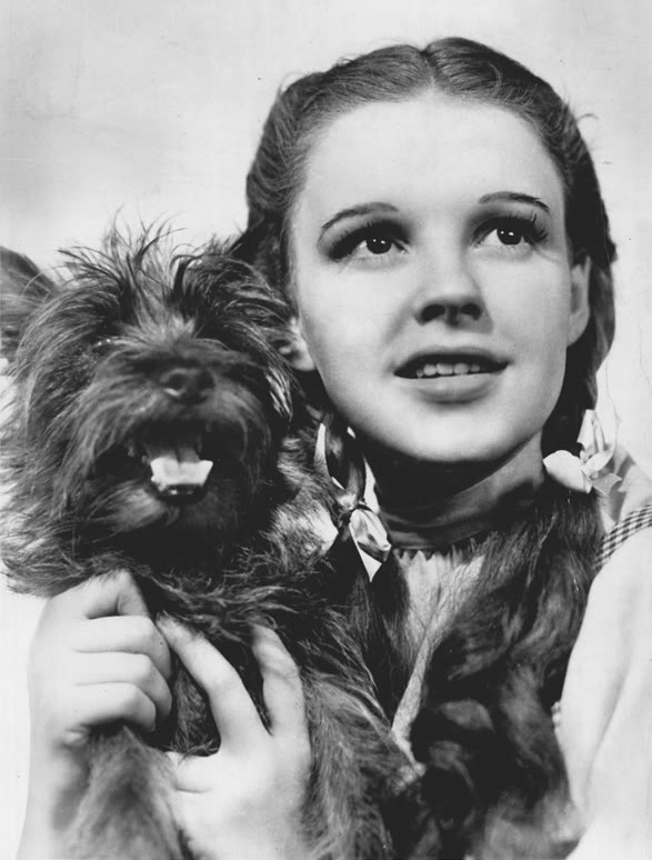 Toto The Wizard of Oz Movie Facts
