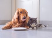 golden retriever and cat