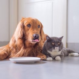 golden retriever and cat