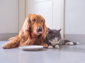 golden retriever and cat