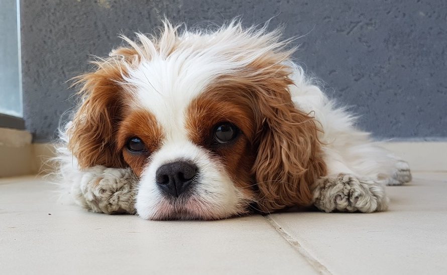 cavalier king charles spaniel