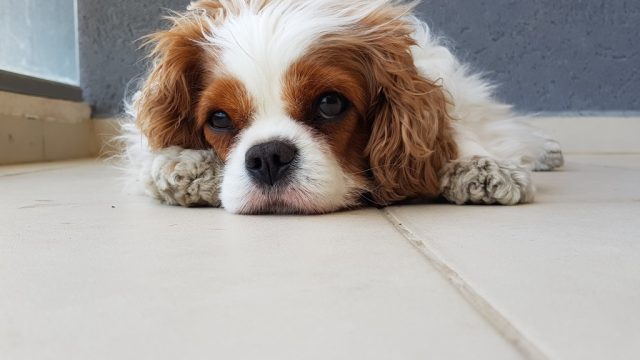 cavalier king charles spaniel