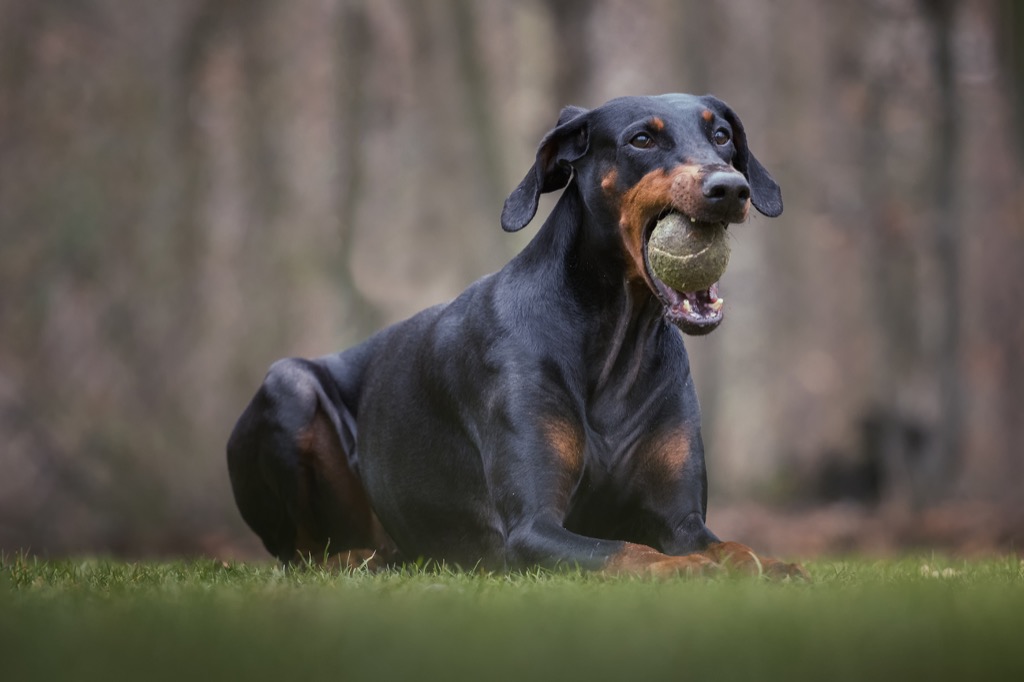 doberman with a ball dog {Scary Urban Legends}