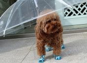 Pet umbrella useless brilliant products