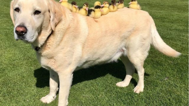 fred the dog adopts ducklings