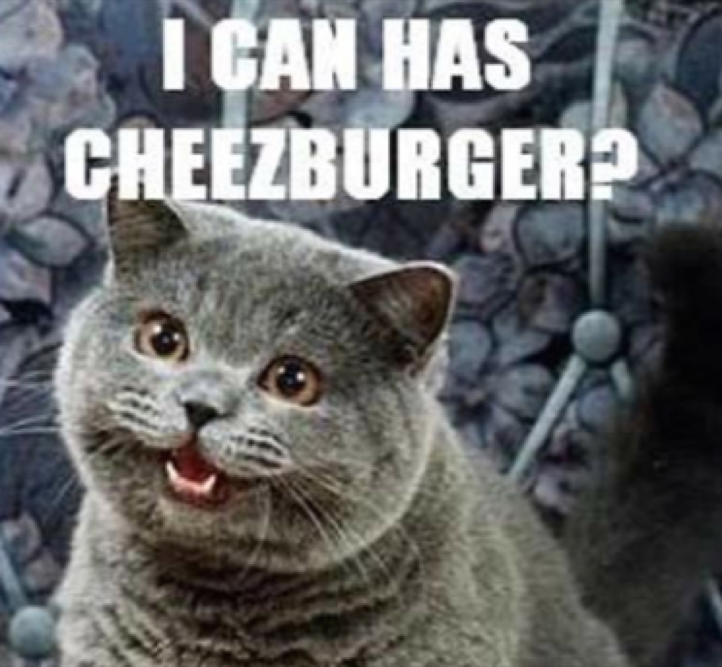 i can has cheezburger