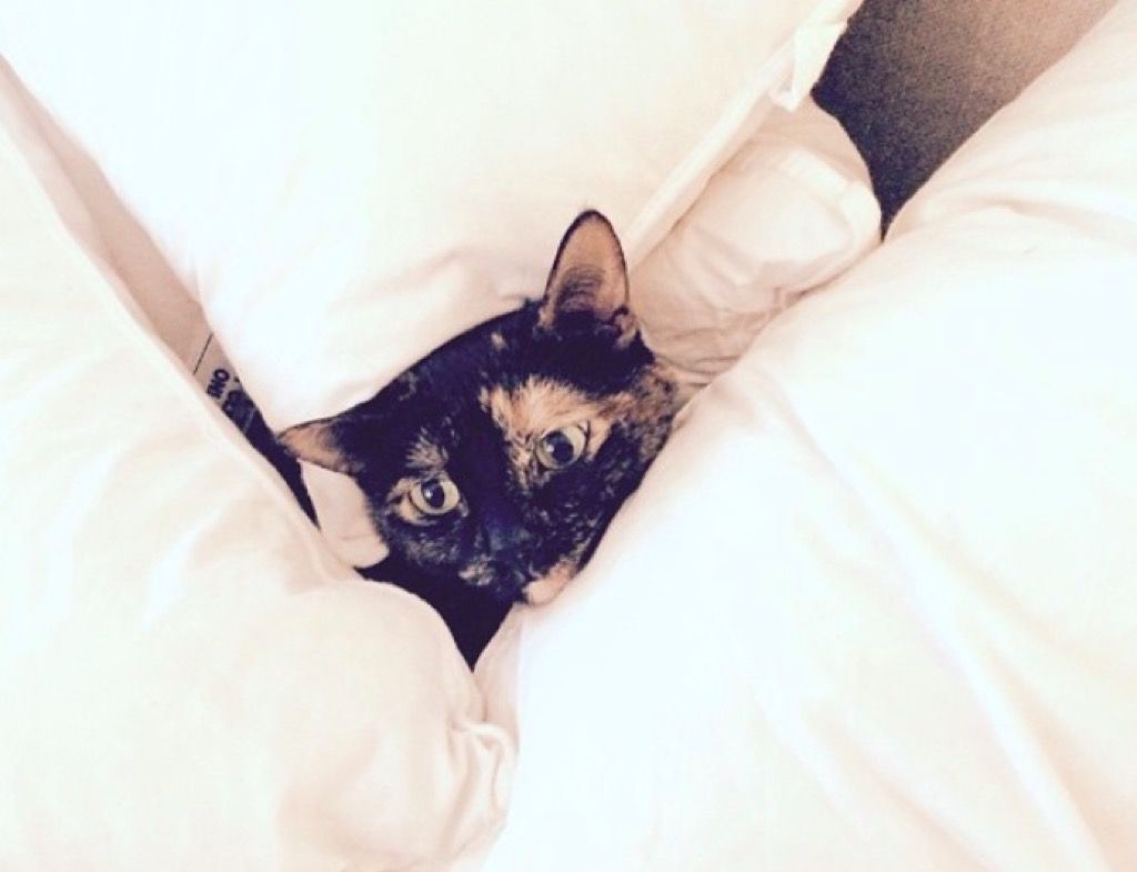 30 Cutest Celebrity Cats