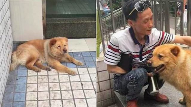 15-year-old Xiongxiong camps out at a subway station in China, letting people pet him all day, until his owner returns from work.