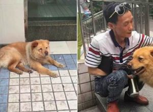 15-year-old Xiongxiong camps out at a subway station in China, letting people pet him all day, until his owner returns from work.