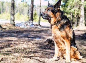 german shepherd