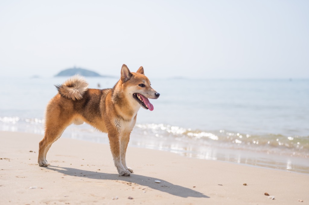 This Is The Most Popular Dog Breed In Every State — Best Life