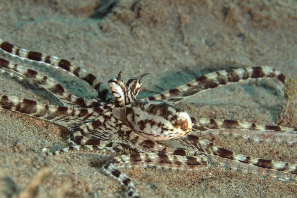 mimic octopus Amazing Facts