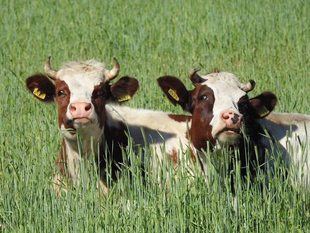 Two Cows national animal corny jokes