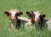 Two Cows in a field - funniest jokes