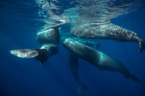 sperm whales swimming together