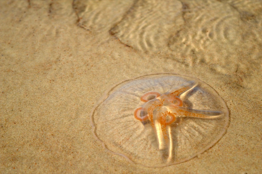 jellyfish Astonishing Facts
