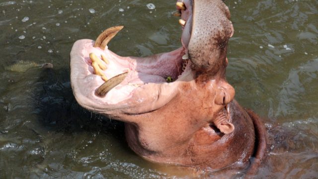 hippo with mouth open Astonishing Facts
