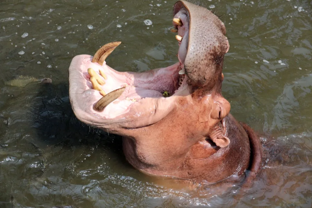 hippo with mouth open Astonishing Facts