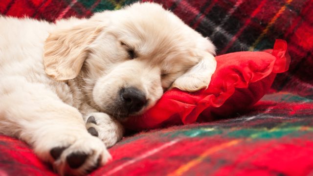 puppy sleeping on red pillow