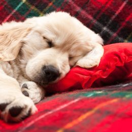 puppy sleeping on red pillow