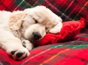 puppy sleeping on red pillow