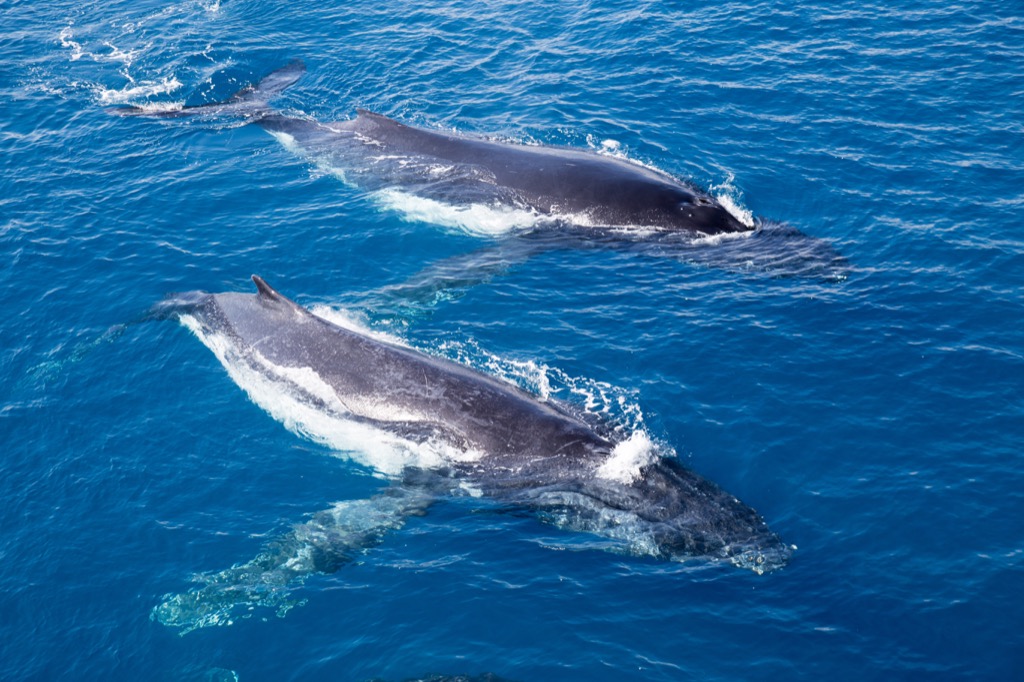 Two Whales Swimming {How Do Animals Stay Warm}